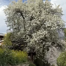 阿坝旅游 缩略图 16