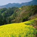 黄山旅游 缩略图 3