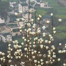 黄山旅游 缩略图 6
