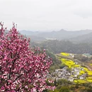 黄山旅游 缩略图 12