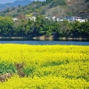黄山旅游 缩略图 4