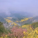 黄山旅游 缩略图 4