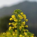黄山旅游 缩略图 13