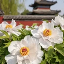 北京旅游 缩略图 4