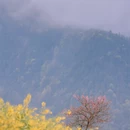 黄山旅游 缩略图 9