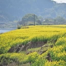 黄山旅游 缩略图 7