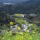 黄山旅游 缩略图 4