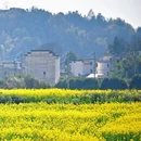黄山旅游 缩略图 6