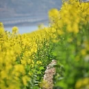 黄山旅游 缩略图 8