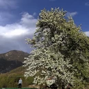 阿坝旅游 缩略图 12