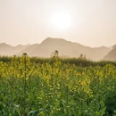 黄山旅游 缩略图 12
