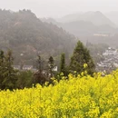 黄山旅游 缩略图 17
