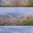 黄山旅游 缩略图 10