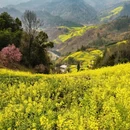黄山旅游 缩略图 3