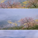 黄山旅游 缩略图 16