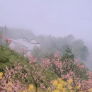 黄山旅游 缩略图 17