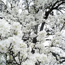 阿坝旅游 缩略图 7