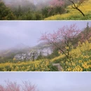 黄山旅游 缩略图 18