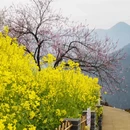 黄山旅游 缩略图 11