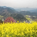 黄山旅游 缩略图 9