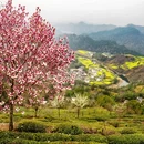 黄山旅游 缩略图 10