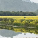 黄山旅游 缩略图 18