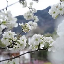 阿坝旅游 缩略图 14