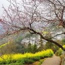 黄山旅游 缩略图 14