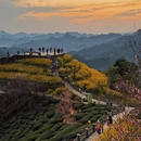 黄山旅游 缩略图 9