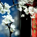 阿坝旅游 缩略图 2