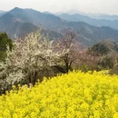 黄山旅游 缩略图 5