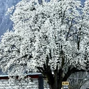 阿坝旅游 缩略图 3