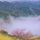 黄山旅游 缩略图 14
