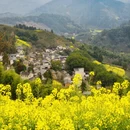 黄山旅游 缩略图 13