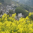 黄山旅游 缩略图 17