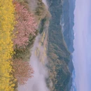 黄山旅游 缩略图 4