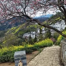 黄山旅游 缩略图 5
