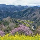 黄山旅游 缩略图 7