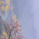 黄山旅游 缩略图 15