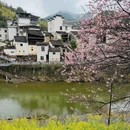 黄山旅游 缩略图 7
