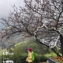 黄山旅游 缩略图 10