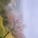 黄山旅游 缩略图 17