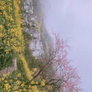 黄山旅游 缩略图 16
