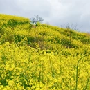 黄山旅游 缩略图 10