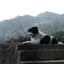 黄山旅游 缩略图 13