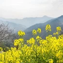 黄山旅游 缩略图 18