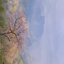 黄山旅游 缩略图 7