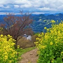 黄山旅游 缩略图 2