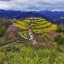 黄山旅游 缩略图 1