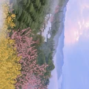 黄山旅游 缩略图 11